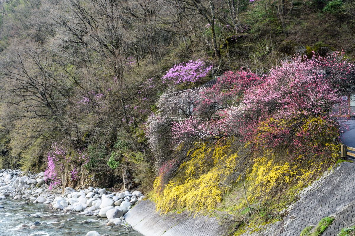 南信州の桜旅　昼神温泉